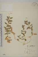 藏品(狗筋蔓)的圖片