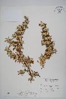 藏品(匙葉蓮子草)的圖片