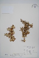 藏品(匙葉蓮子草)的圖片