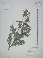 藏品(薊罌粟)的圖片
