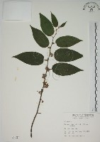 藏品(山黃麻)的圖片