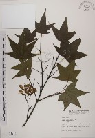 藏品(青楓)的圖片