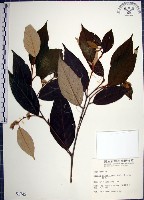 藏品(紅皮、葉下白、赤仔尾)的圖片