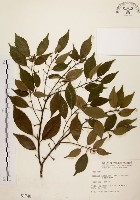 藏品(油葉石櫟)的圖片