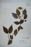 藏品(呂宋莢迷)的圖片