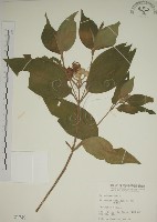 藏品(野牡丹)的圖片