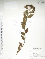 藏品(臺灣繡線菊)的圖片