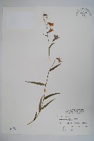 藏品(高山沙參)的圖片