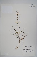 藏品(玉山沙參)的圖片