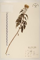 藏品(臺灣澤蘭)的圖片