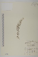 藏品(玉山抱莖籟簫)的圖片