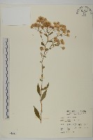 藏品(臺灣馬蘭)的圖片