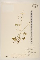 藏品(矮菊)的圖片