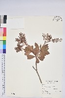 藏品(臺灣馬醉木)的圖片