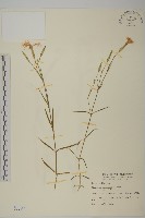 藏品(玉山石竹)的圖片