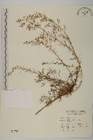 藏品(高山艾)的圖片