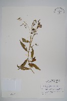 藏品(玉山沙參)的圖片