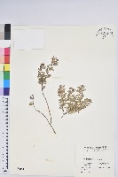 藏品(高山白珠樹)的圖片