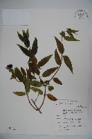 藏品(阿里山忍冬、漸尖葉忍冬)的圖片