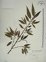 藏品(密花苧麻、木苧麻)的圖片