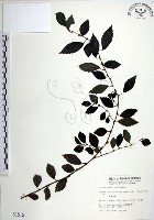 藏品(水雞油)的圖片