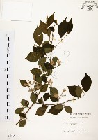 藏品(烏皮九芎、奮起湖野茉莉)的圖片