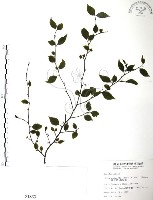 藏品(燈稱花、烏雞骨)的圖片
