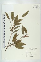 藏品(薯豆)的圖片