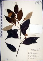 藏品(紅皮、葉下白、赤仔尾)的圖片