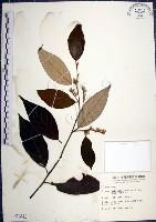 藏品(紅皮、葉下白、赤仔尾)的圖片