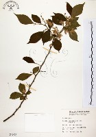 藏品(烏皮九芎、奮起湖野茉莉)的圖片