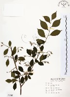 藏品(烏皮九芎、奮起湖野茉莉)的圖片