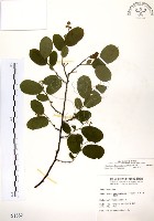 藏品(灰木)的圖片