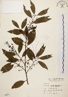 藏品(山肉桂、台灣肉桂)的圖片