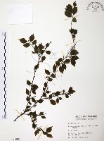 藏品(燈稱花、烏雞骨)的圖片