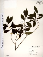 藏品(華八仙)的圖片