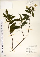 藏品(華八仙)的圖片