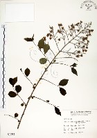 藏品(九芎)的圖片