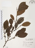 藏品(森氏紅淡比)的圖片