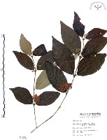 藏品(杜虹花，台灣紫珠)的圖片