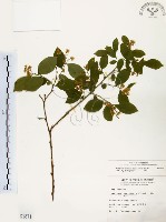 藏品(灰木)的圖片