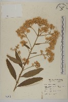 藏品(艾納香)的圖片