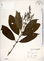 藏品(水金京)的圖片