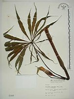 藏品(臺灣天南星)的圖片