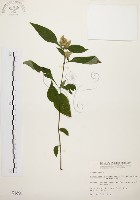 藏品(臺灣鱗球花)的圖片