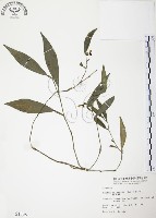 藏品(柚葉藤)的圖片