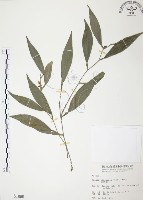 藏品(柚葉藤)的圖片