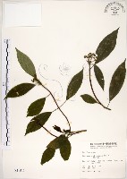 藏品(華八仙)的圖片