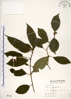 藏品(華八仙)的圖片