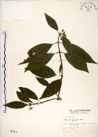 藏品(華八仙)的圖片